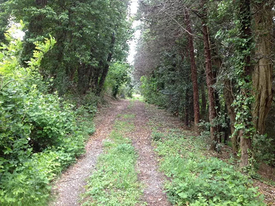 Immagine 17 di Azienda agricola in vendita  a Montaione