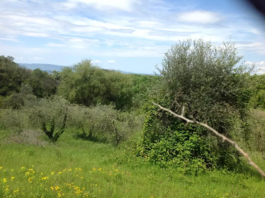 Immagine 39 di Azienda agricola in vendita  a Montaione