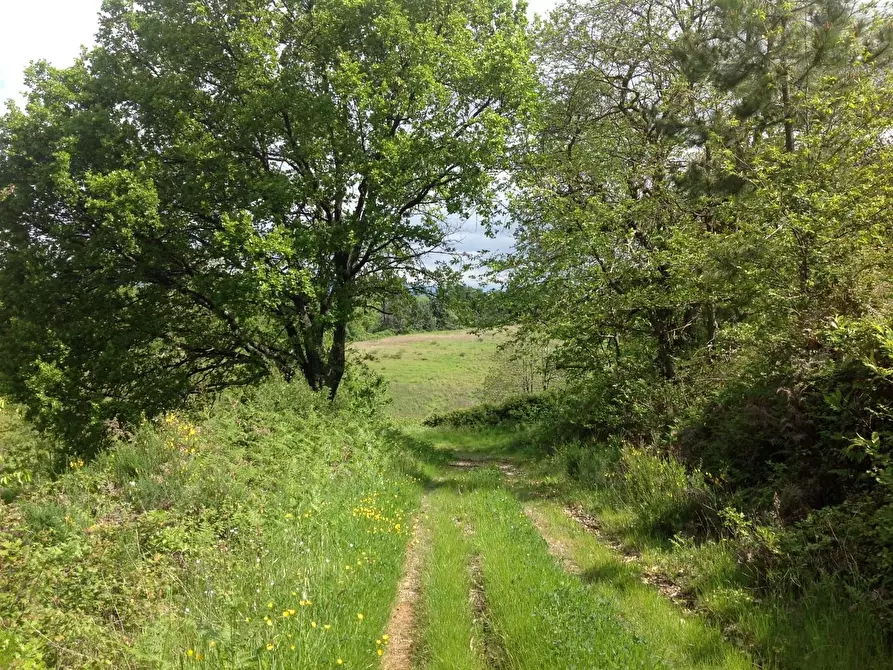 Immagine 7 di Azienda agricola in vendita  a Montaione