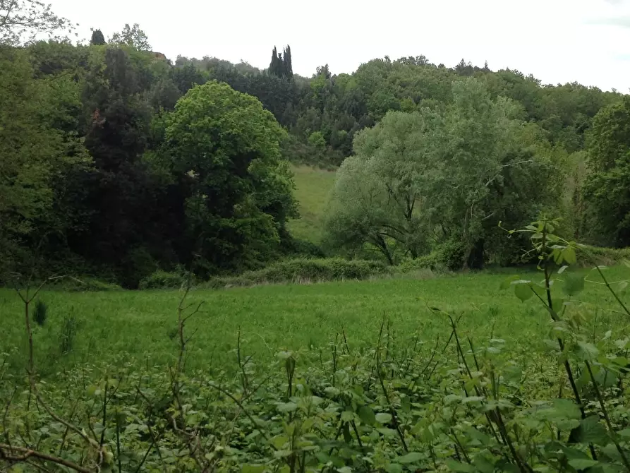 Immagine 16 di Azienda agricola in vendita  a Montaione