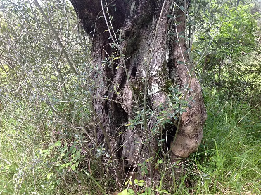 Immagine 41 di Azienda agricola in vendita  a Montaione