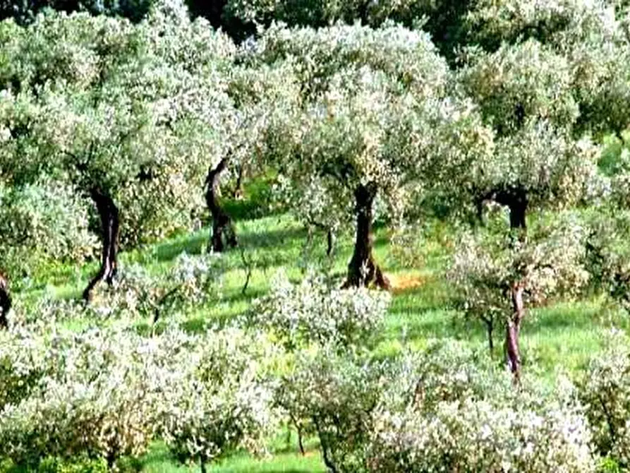 Immagine 1 di Terreno agricolo in vendita  a San Miniato
