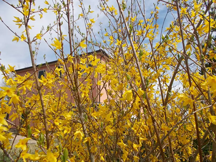 Immagine 16 di Casa colonica in vendita  a Casciana Terme Lari