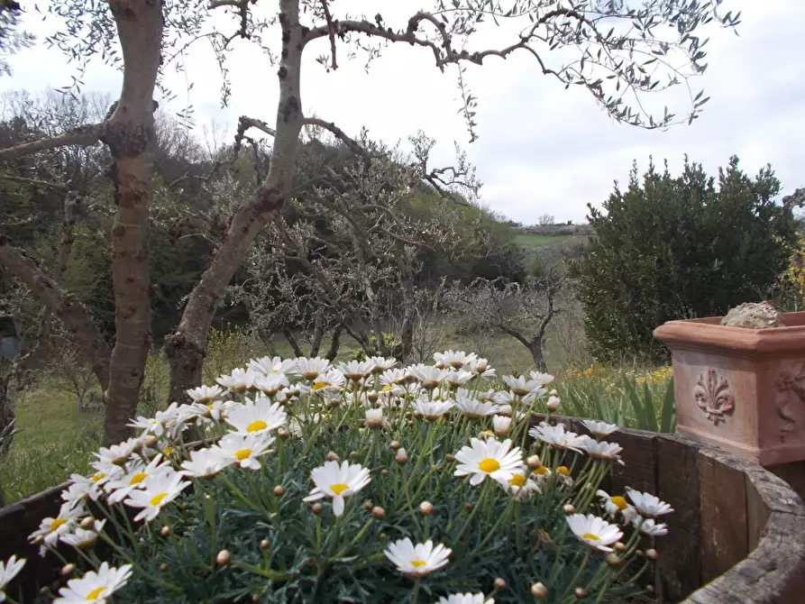 Immagine 15 di Casa colonica in vendita  a Casciana Terme Lari