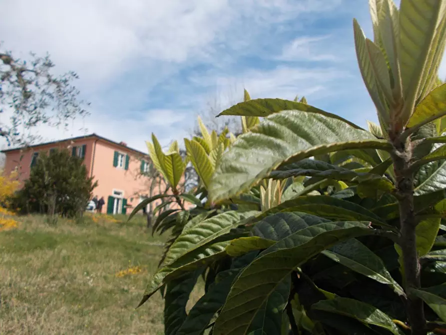 Immagine 6 di Casa colonica in vendita  a Casciana Terme Lari