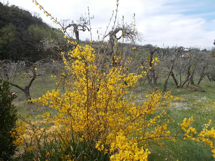 Immagine 14 di Casa colonica in vendita  a Casciana Terme Lari