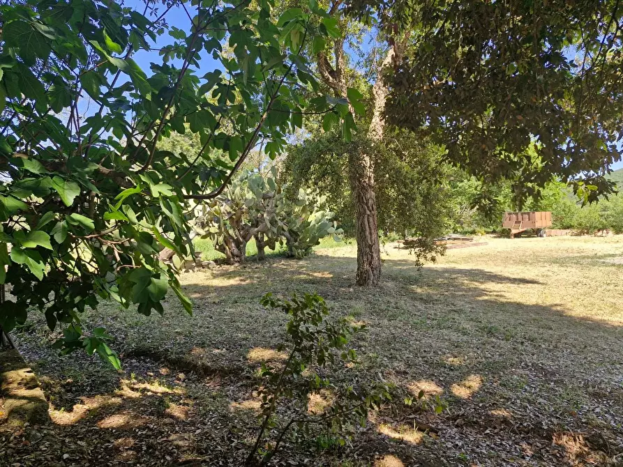 Immagine 7 di Porzione di casa in vendita  a Campiglia Marittima