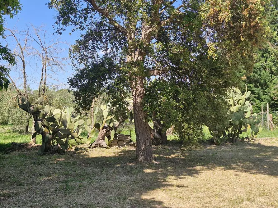 Immagine 13 di Porzione di casa in vendita  a Campiglia Marittima