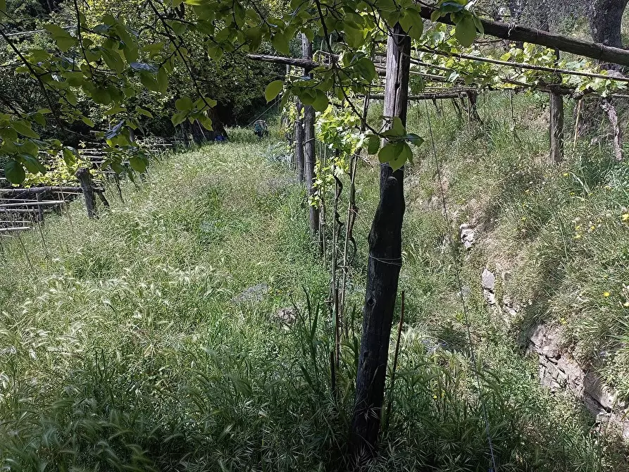 Immagine 20 di Terreno agricolo in vendita  a Carrara