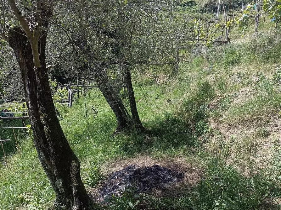 Immagine 33 di Terreno agricolo in vendita  a Carrara
