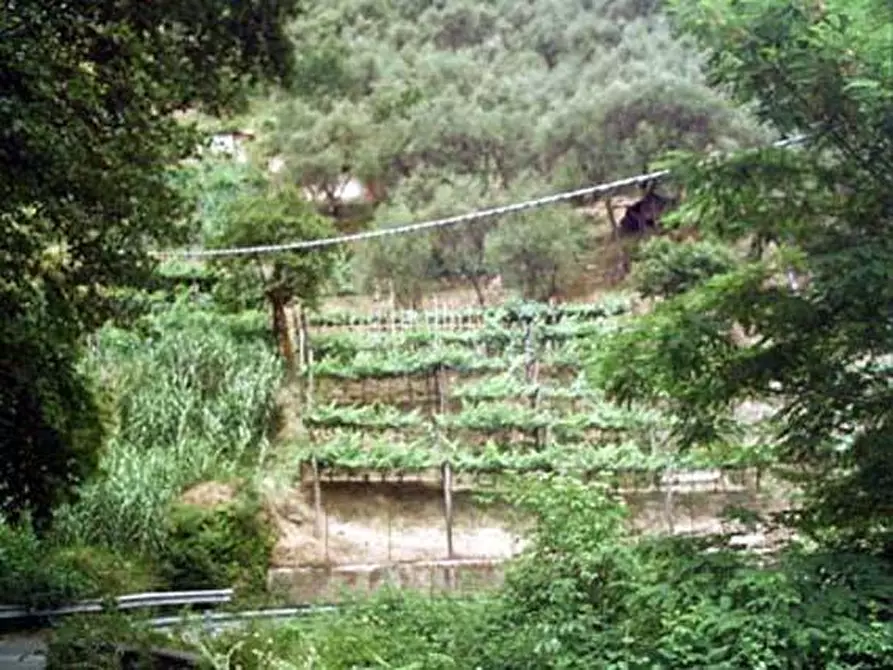 Immagine 3 di Terreno agricolo in vendita  a Carrara