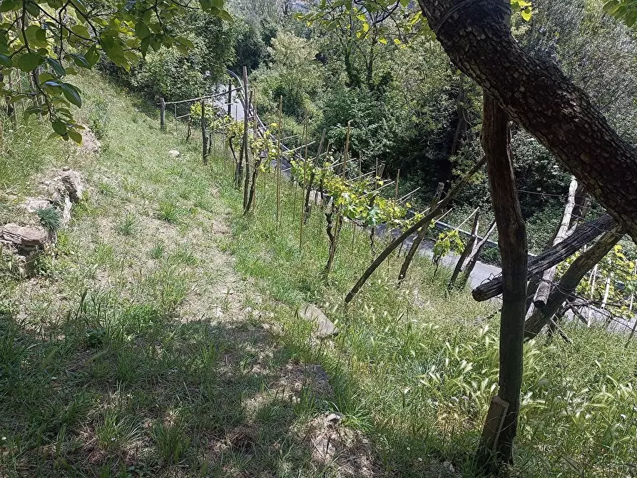Immagine 4 di Terreno agricolo in vendita  a Carrara