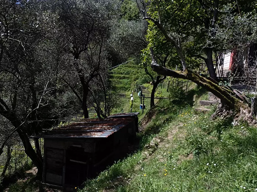 Immagine 12 di Terreno agricolo in vendita  a Carrara