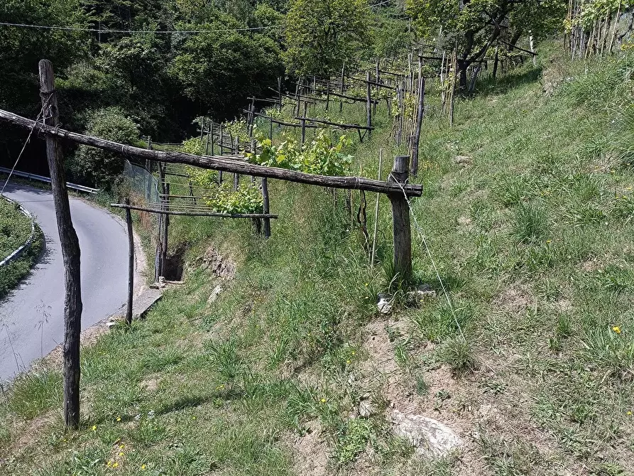 Immagine 3 di Terreno agricolo in vendita  a Carrara