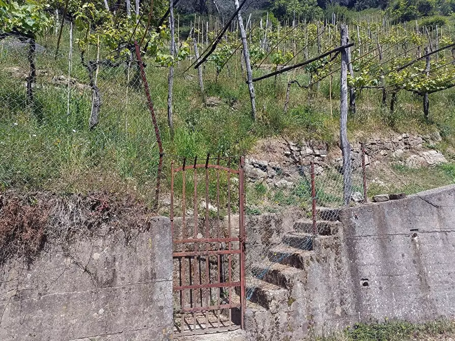 Immagine 2 di Terreno agricolo in vendita  a Carrara