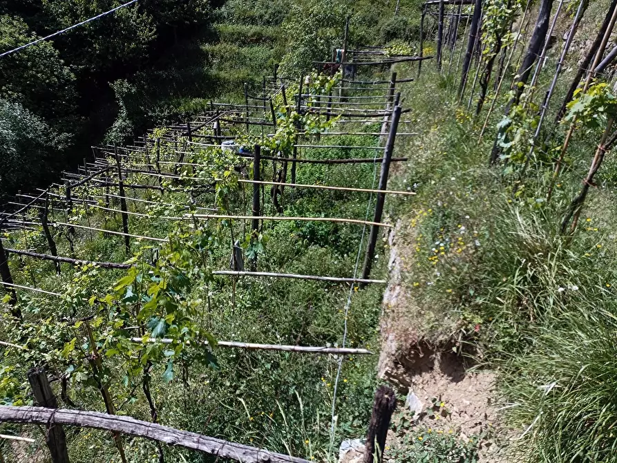 Immagine 19 di Terreno agricolo in vendita  a Carrara