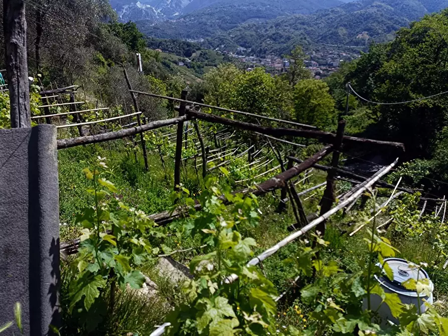 Immagine 28 di Terreno agricolo in vendita  a Carrara