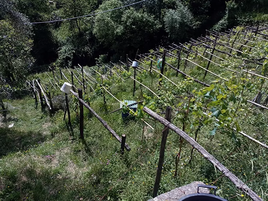 Immagine 17 di Terreno agricolo in vendita  a Carrara