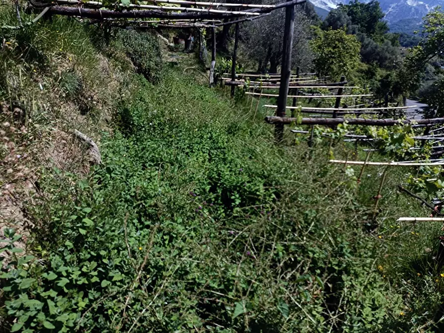 Immagine 31 di Terreno agricolo in vendita  a Carrara