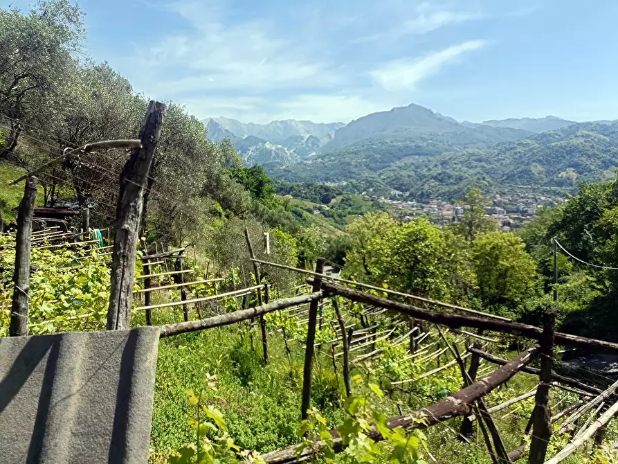 Immagine 27 di Terreno agricolo in vendita  a Carrara