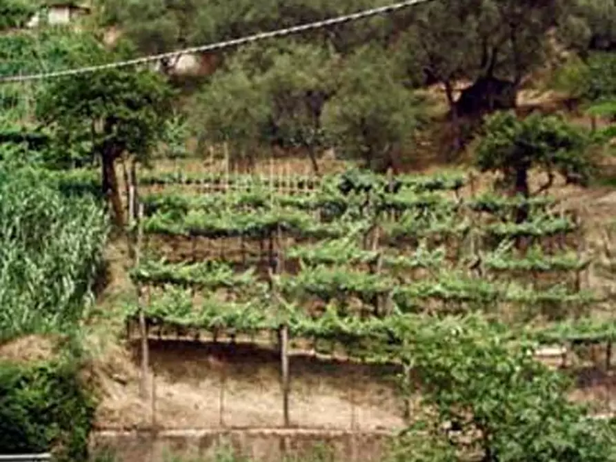 Immagine 1 di Terreno agricolo in vendita  a Carrara