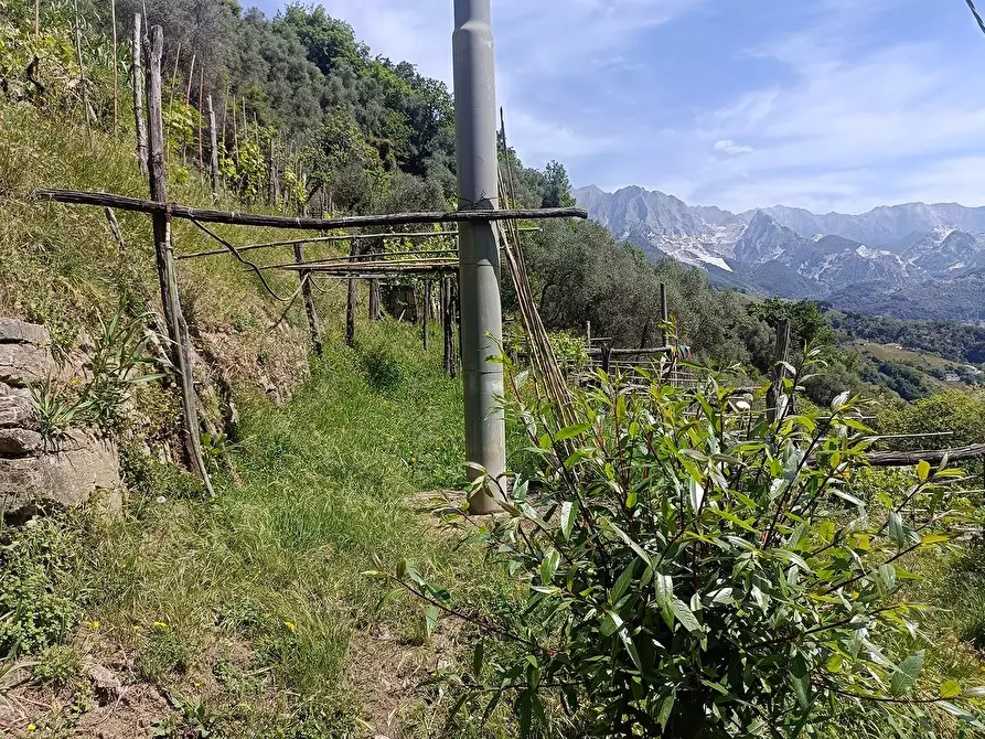 Immagine 30 di Terreno agricolo in vendita  a Carrara