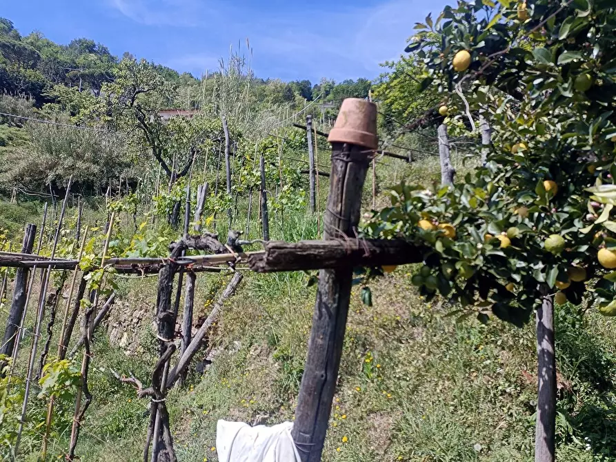 Immagine 18 di Terreno agricolo in vendita  a Carrara