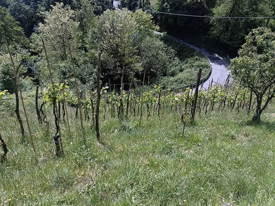 Immagine 9 di Terreno agricolo in vendita  a Carrara