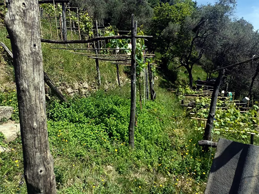 Immagine 21 di Terreno agricolo in vendita  a Carrara