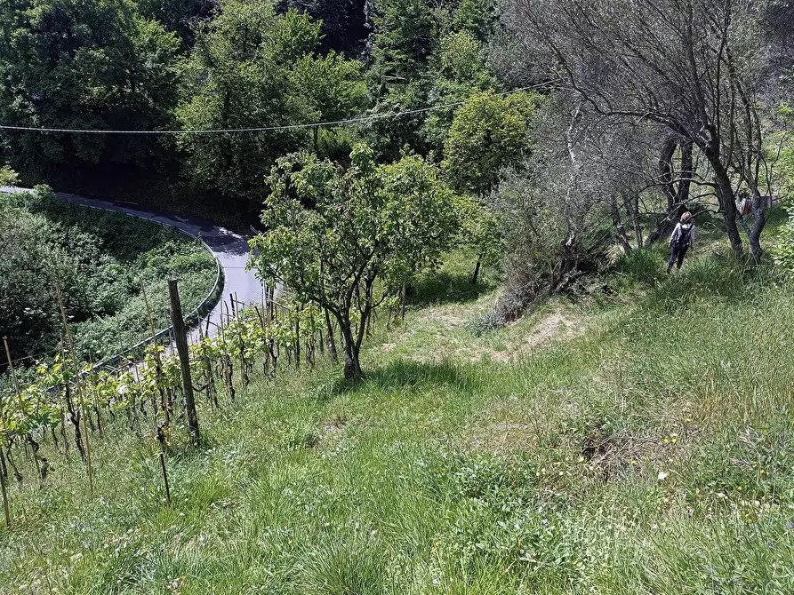 Immagine 36 di Terreno agricolo in vendita  a Carrara