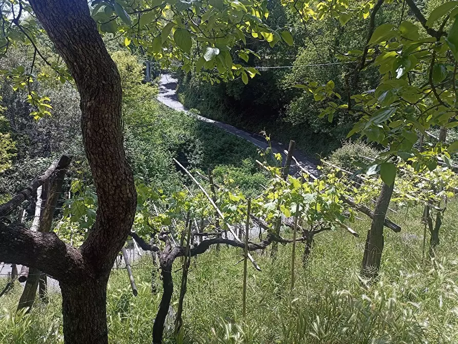Immagine 34 di Terreno agricolo in vendita  a Carrara