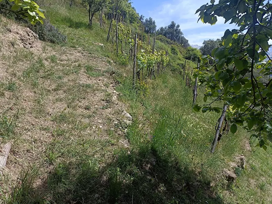 Immagine 5 di Terreno agricolo in vendita  a Carrara