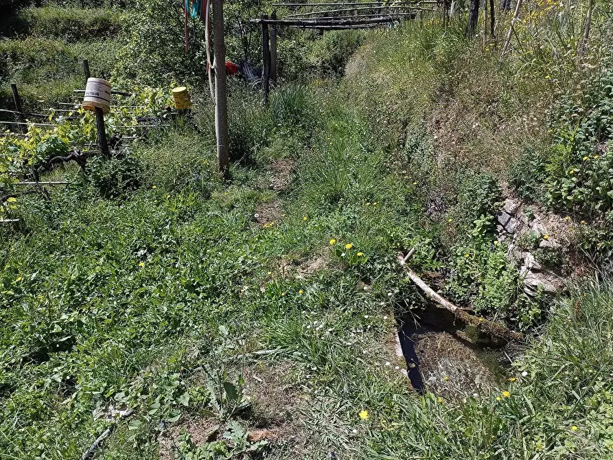 Immagine 23 di Terreno agricolo in vendita  a Carrara