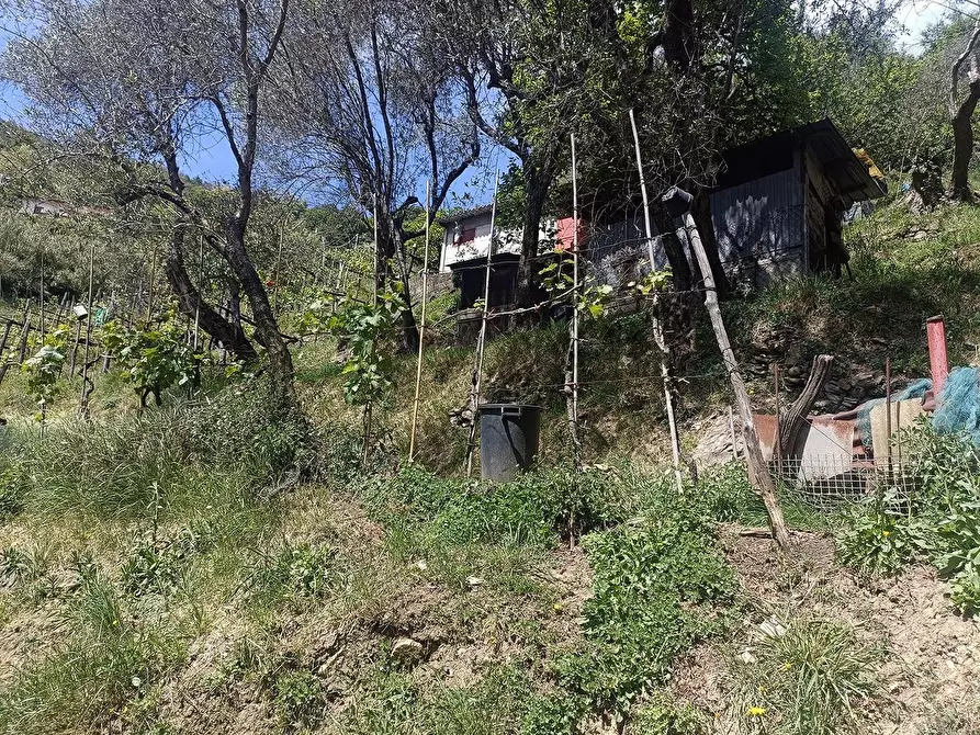 Immagine 7 di Terreno agricolo in vendita  a Carrara