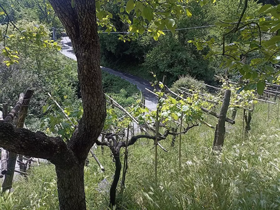 Immagine 8 di Terreno agricolo in vendita  a Carrara