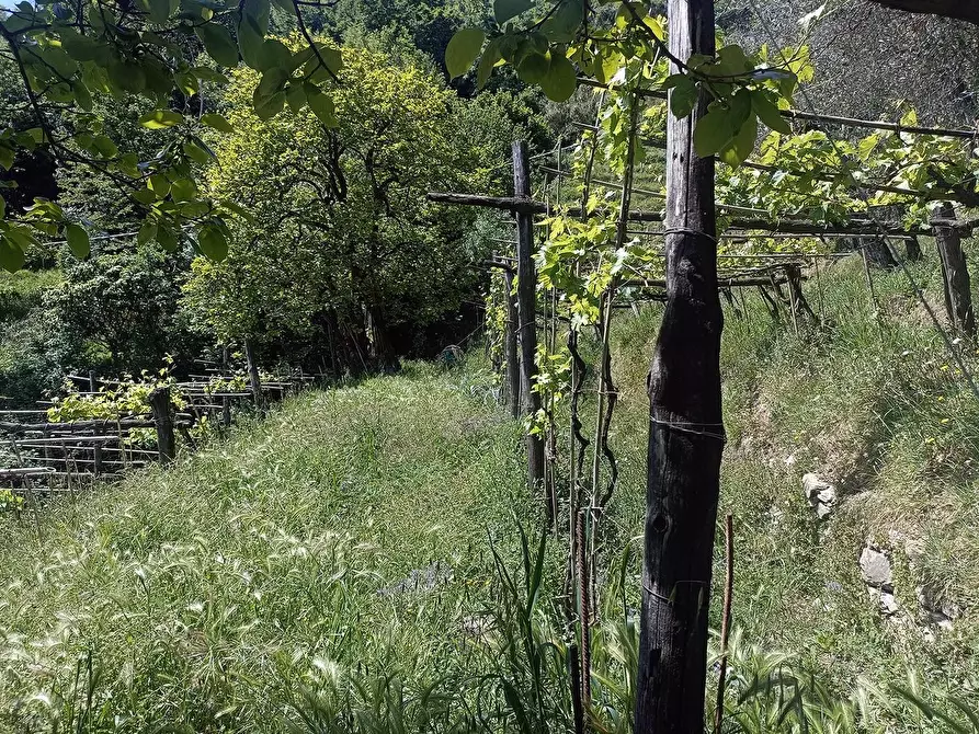 Immagine 32 di Terreno agricolo in vendita  a Carrara