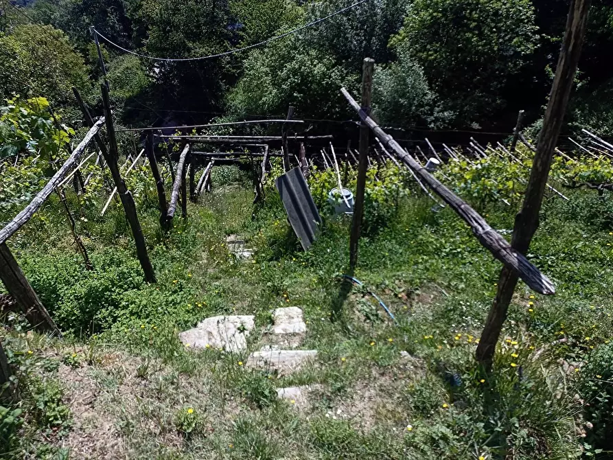 Immagine 22 di Terreno agricolo in vendita  a Carrara