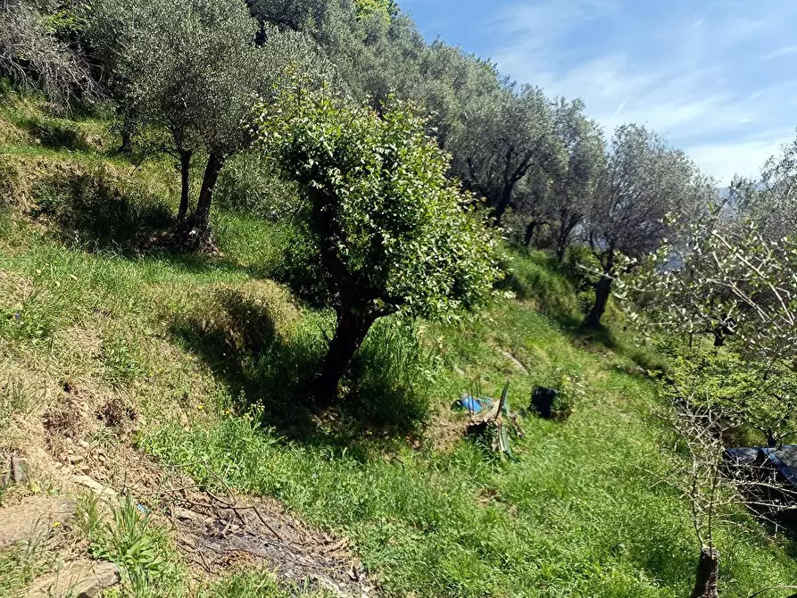 Immagine 15 di Terreno agricolo in vendita  a Carrara