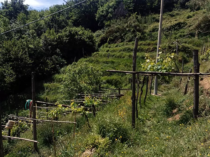 Immagine 29 di Terreno agricolo in vendita  a Carrara