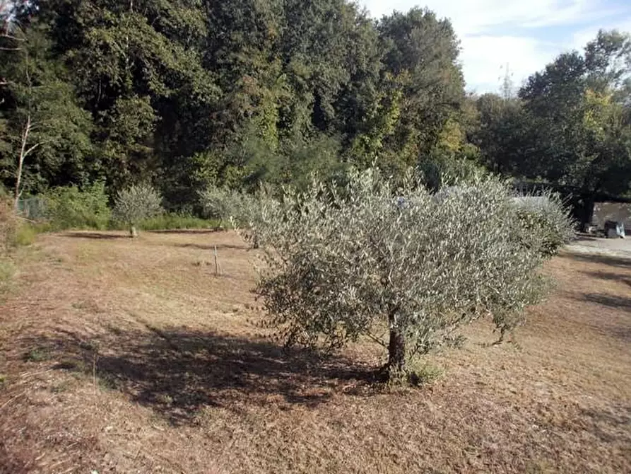 Immagine 4 di Terreno agricolo in vendita  a Carrara