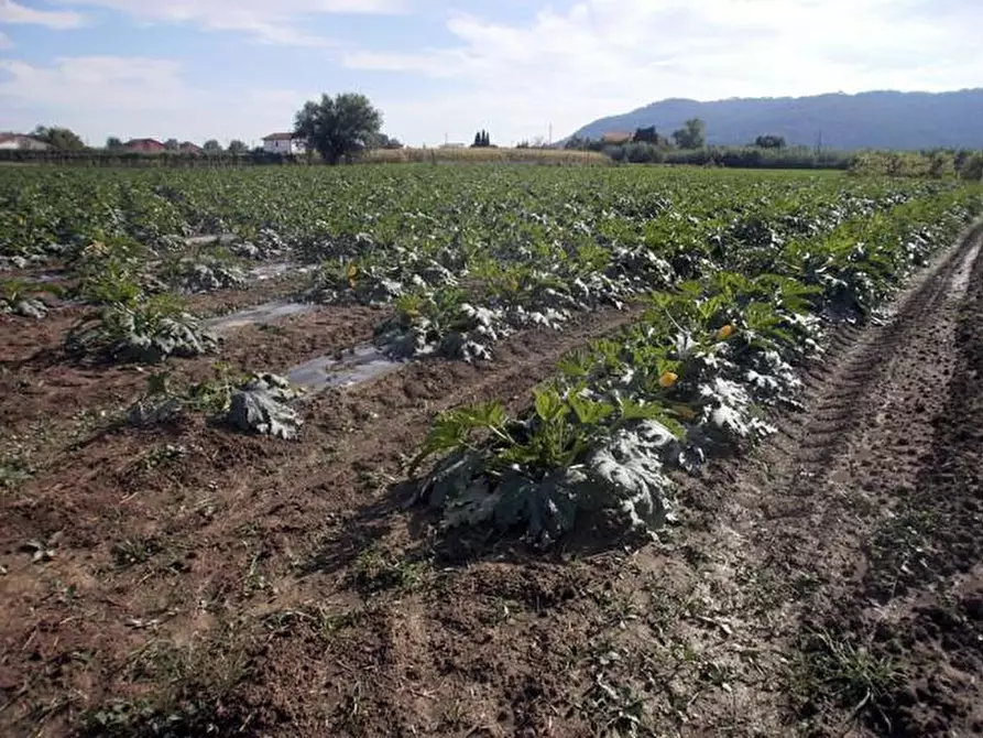 Immagine 2 di Terreno agricolo in vendita  a Sarzana
