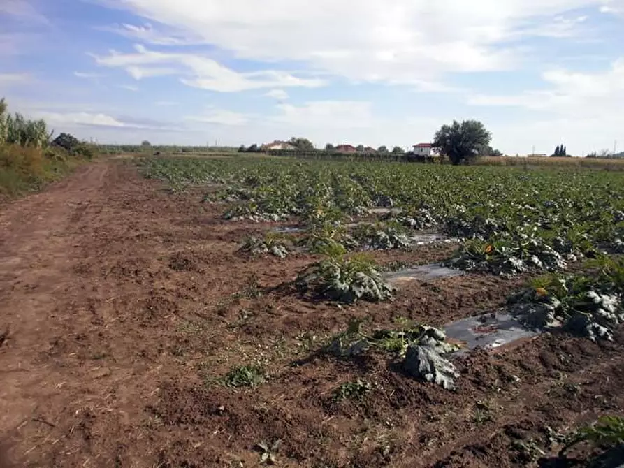 Immagine 3 di Terreno agricolo in vendita  a Sarzana