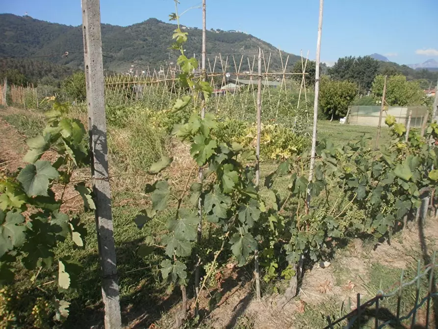 Immagine 6 di Terreno agricolo in vendita  a Carrara