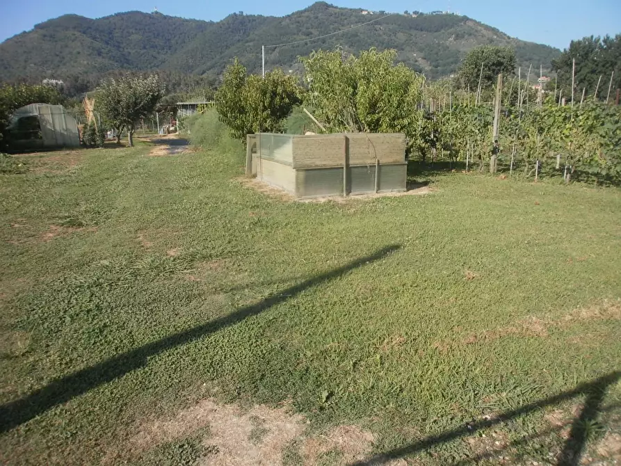Immagine 2 di Terreno agricolo in vendita  a Carrara
