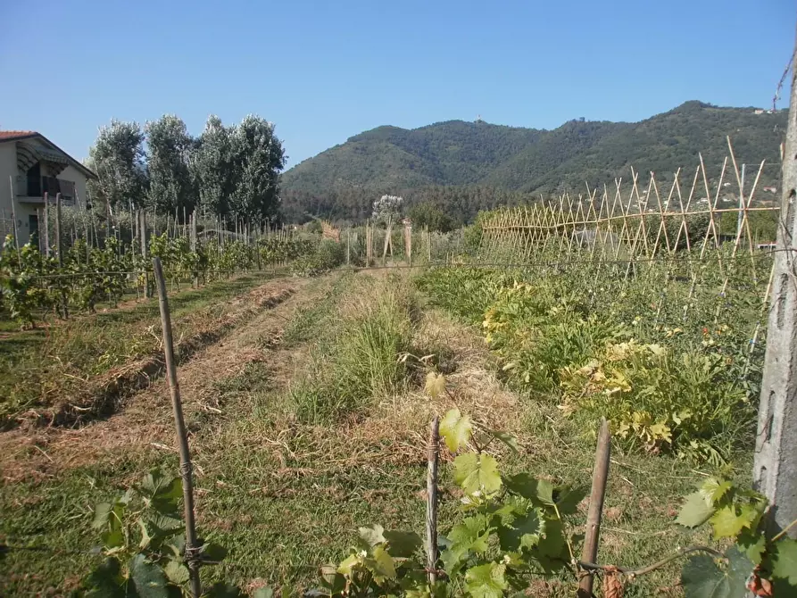 Immagine 5 di Terreno agricolo in vendita  a Carrara