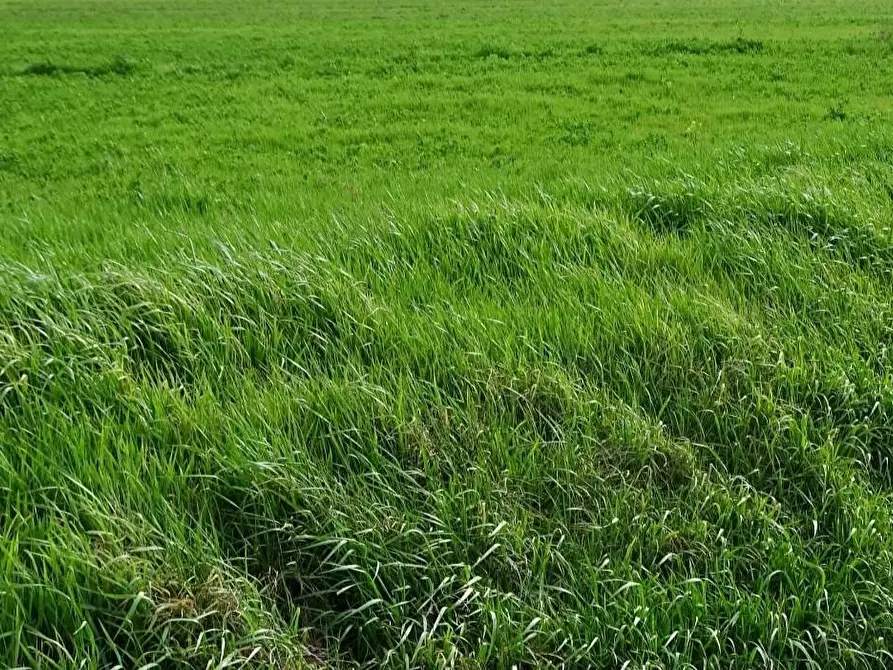 Immagine 1 di Terreno agricolo in vendita  a San Miniato