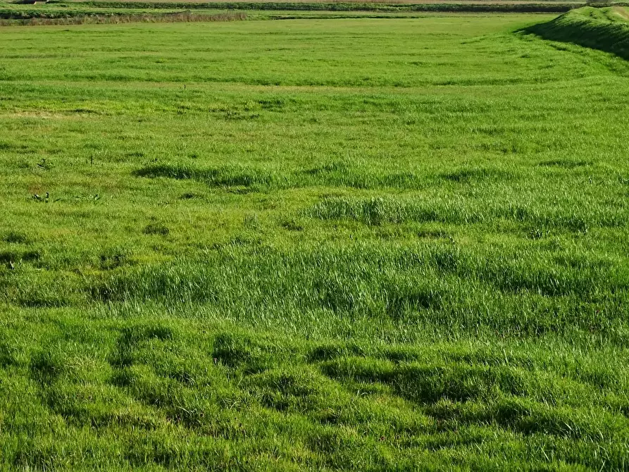 Immagine 1 di Terreno agricolo in vendita  a San Miniato