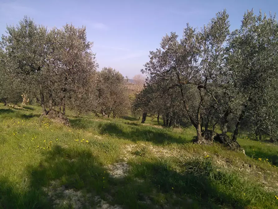 Immagine 2 di Casa indipendente in vendita  a Montaione