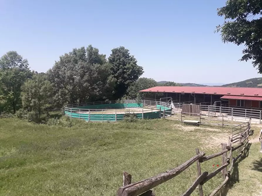 Immagine 3 di Terreno agricolo in vendita  a Roccalbegna