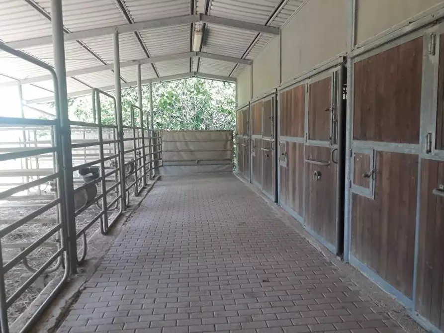 Immagine 10 di Terreno agricolo in vendita  a Roccalbegna